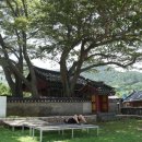 당숲 느티나무 앞 이미지