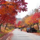 제148차 청남대(국화,단풍축제) 이미지