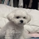 코지아지 이미지