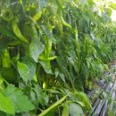 정애농장 이미지