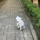 뽀샤시 펫살롱 이미지