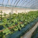 시우네농장 이미지