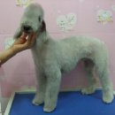 코코마리 이미지