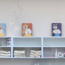 하이멍 애견미용 이미지