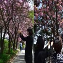 두 번째 벚꽃 이미지