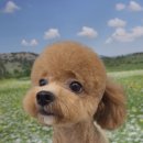 펫아지트 이미지