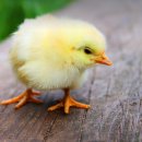 성철슈퍼 | 임산부 철분제 복용, 언제부터 시작할까? 완벽 가이드