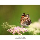 나비의꿈-호접지몽 이미지