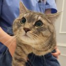 이레외과동물병원 이미지