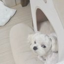 하룻강아지 | 대구중구애견유치원 대봉동 강아지호텔 모여라댕댕 후기
