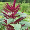 아마란스 이미지