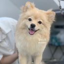 보드레 애견미용실 이미지