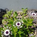 봉숙이네바닷가 민박 이미지