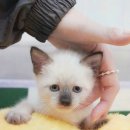 부산고양이분양퍼스트캣