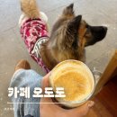 카페오도도 | 포천애견카페 [카페 오도도] 직접 방문한 후기 :)