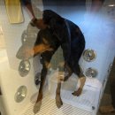 댕댕이 목욕탕 이미지