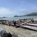 완도전복 이미지