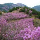 철쭉 및 진달래 산행. 이미지