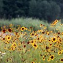 금호강6 이미지