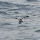 고성에서 만난 슴새(Streaked Shearwater) 이미지