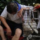 Fall in dog 이미지