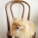 차차펫살롱 이미지