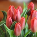 튤립 이미지