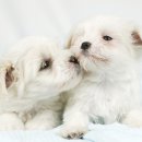 웰튼동물의료센터 이미지