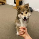 신발신은 강아지 이미지