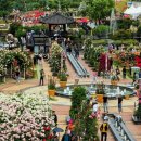 장미축제 이미지