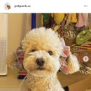슈슈홀릭 이미지