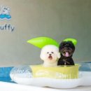 플러피 애견 풀빌라 이미지