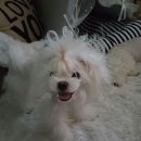 도도에이아이 네이버블로그