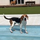 썸바디 독스 이미지