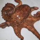 화성락실내바다낚시터 이미지