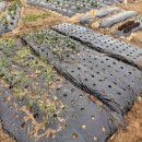 순만농장 이미지