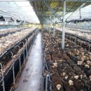 봉명농장 이미지