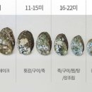 완도애 바른전복