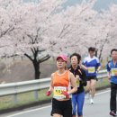 합천 벚꽃 마라톤 대회 사진 이미지