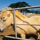 순진목장 이미지