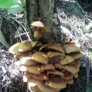 야생버섯의 종류 자연산버섯의 종류 이미지