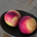 팜 라이프 | 8월 제철과일 라이프팜 레드골드 천도복숭아 먹어본 후기 복숭아 종류 보관 방법