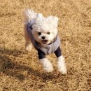 선사애견 이미지