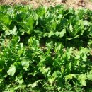 옥천 농장 이미지