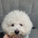 루이비숑 이미지