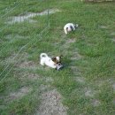 치와와 둥지 이미지