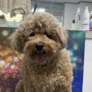 꼬맹이네 멍발소 이미지