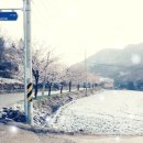 금바우골 이미지