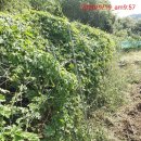 여주-0310 이미지