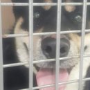 펫 앤 쉘터 동물병원 이미지